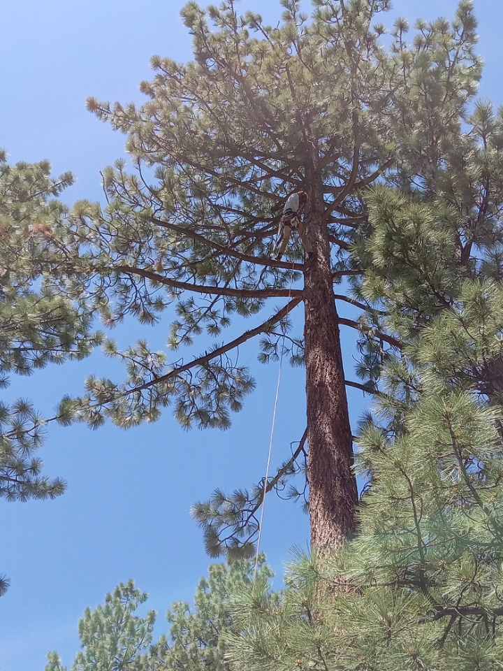 Crane assisted tree removal near a residential property