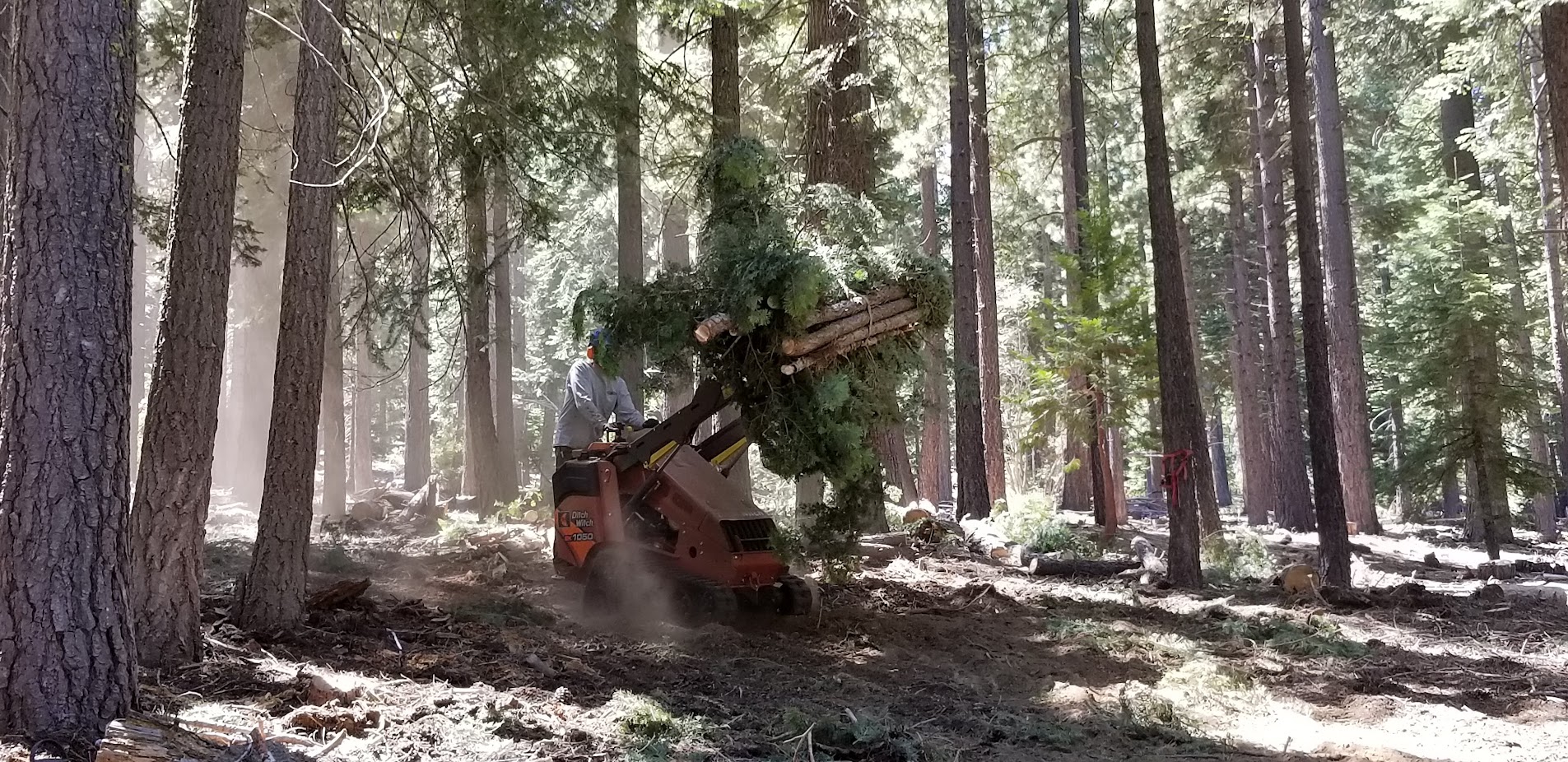 Armstrong Tree Service clearing tree debris in a forested Tahoe property