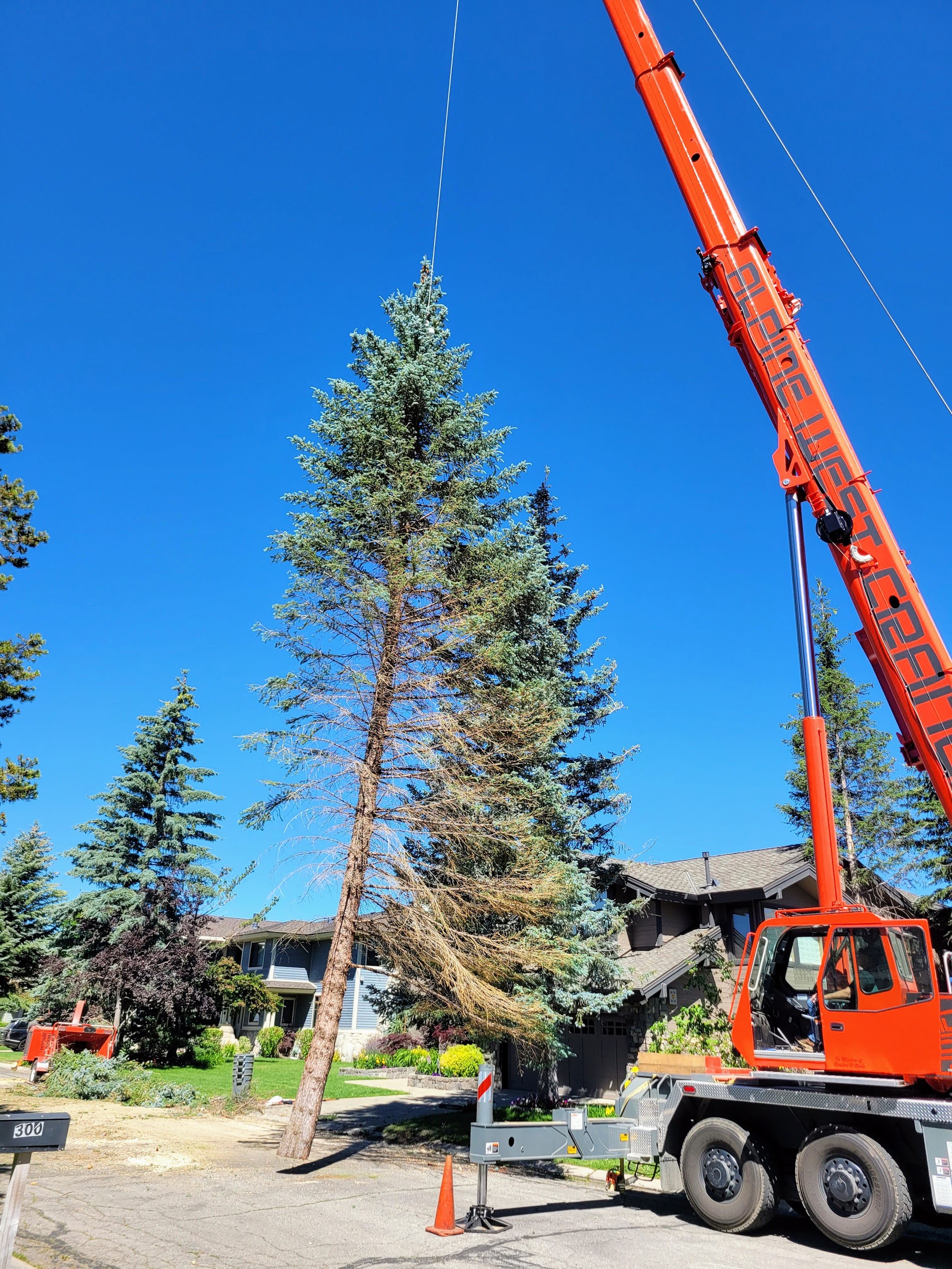 Tree climber trimming a tall pine tree
