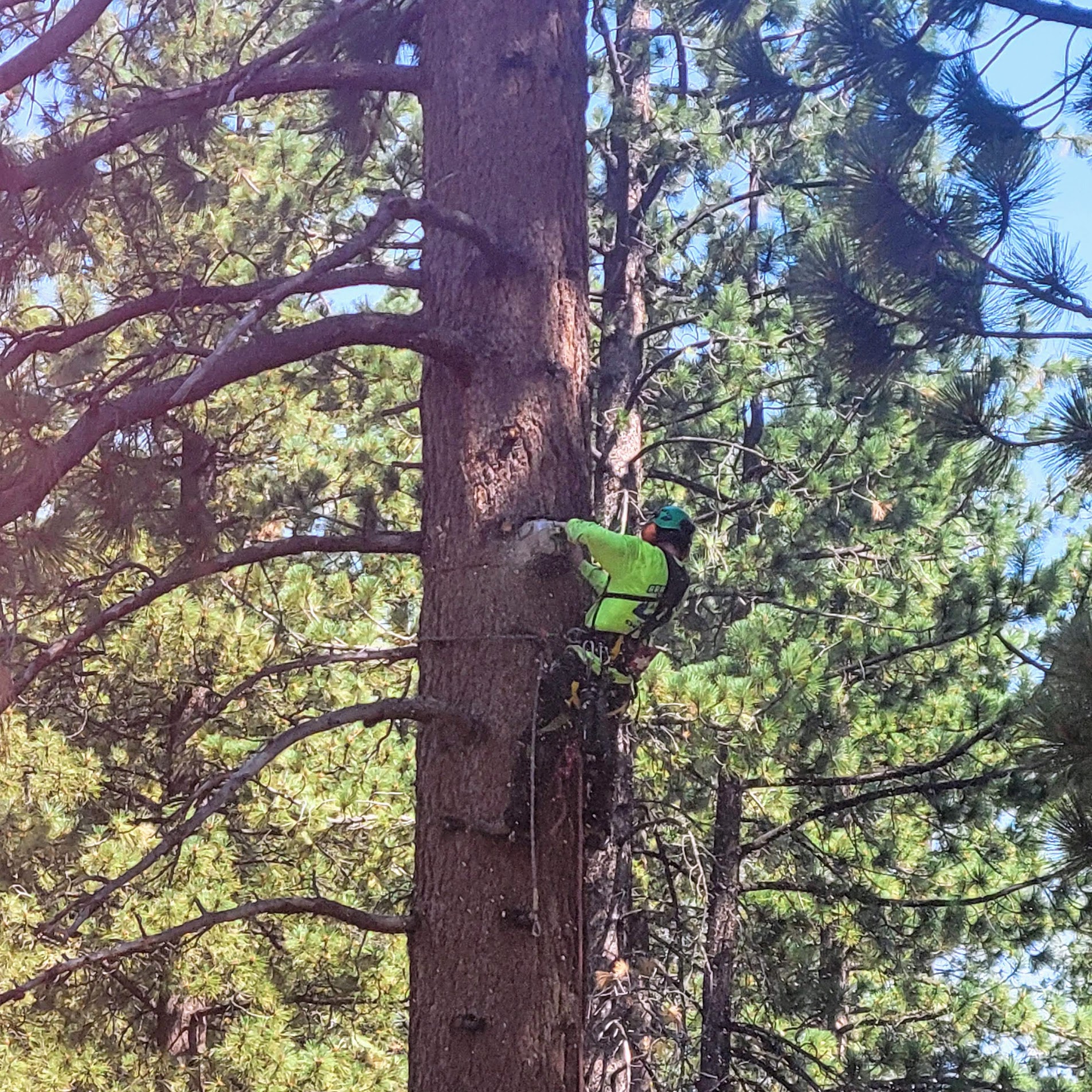 Crane assisted tree removal in South Lake Tahoe
