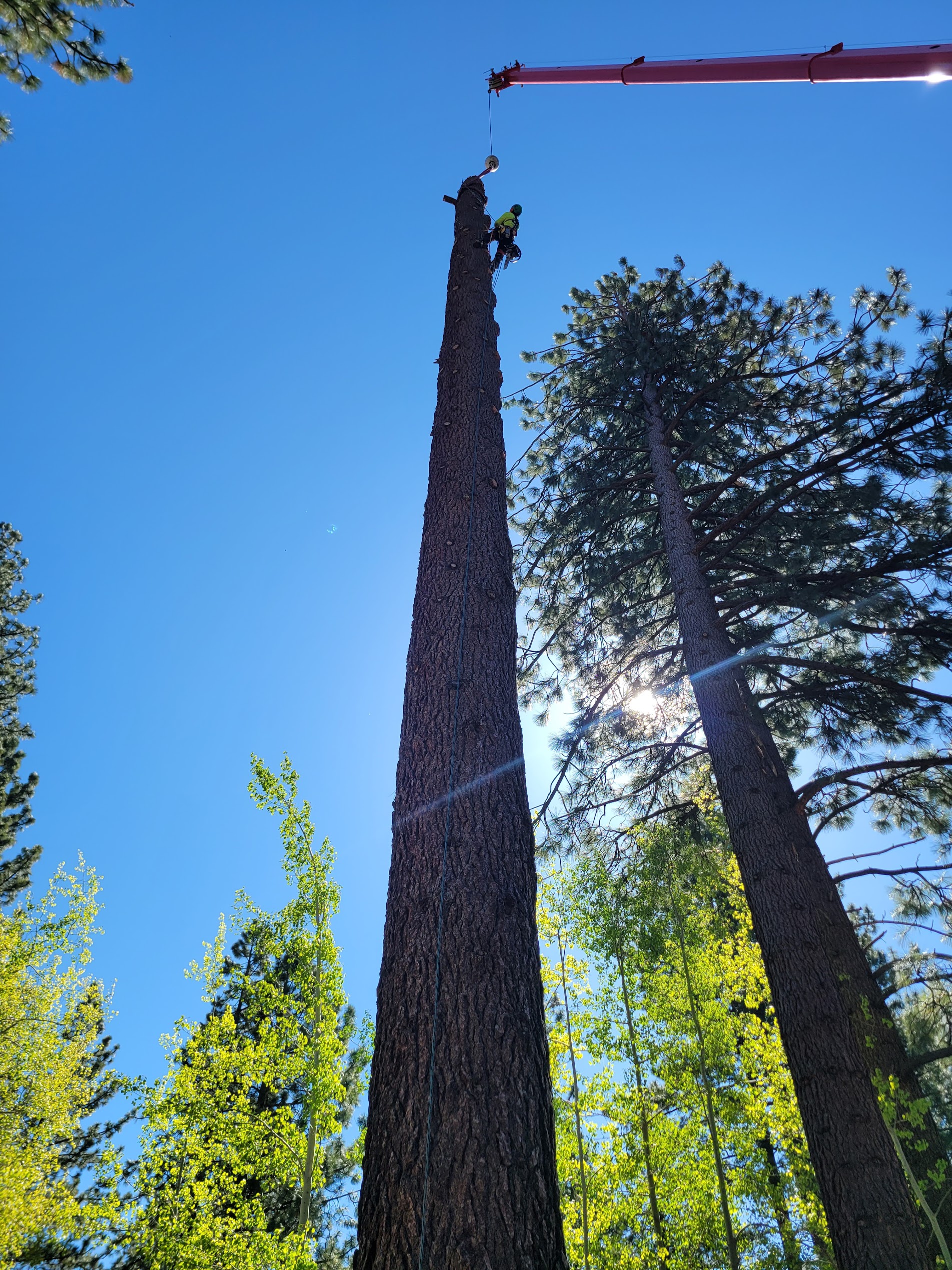 Armstrong Tree Service climbing and cutting a large pine tree